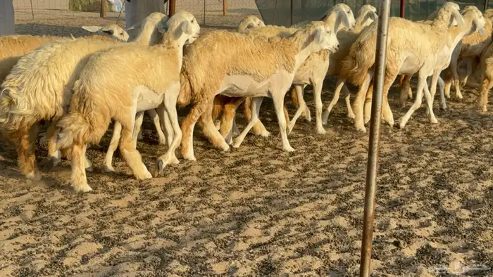 رخال حريات حرش مضاريع عددها 26 18