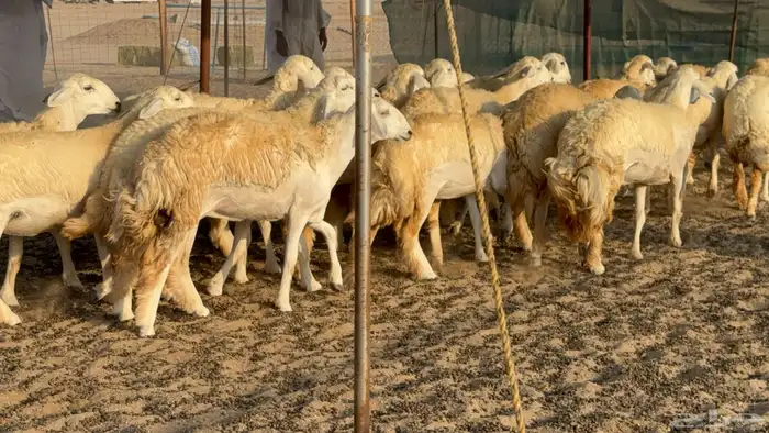 رخال حريات حرش مضاريع عددها 26 16