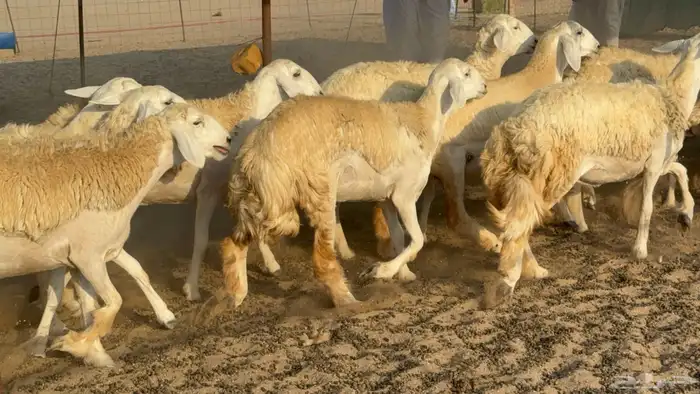 رخال حريات حرش مضاريع عددها 26 3