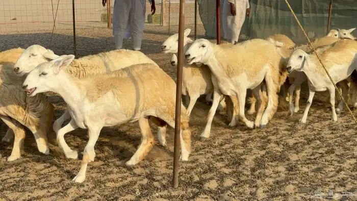 رخال حريات حرش مضاريع عددها 26 21