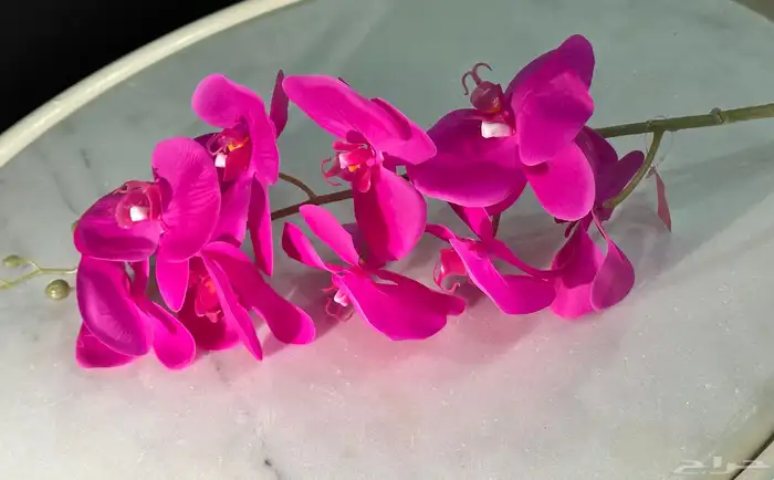 تأجير جميع مايخص الاحتفالات والمناسبات و المعارض 46