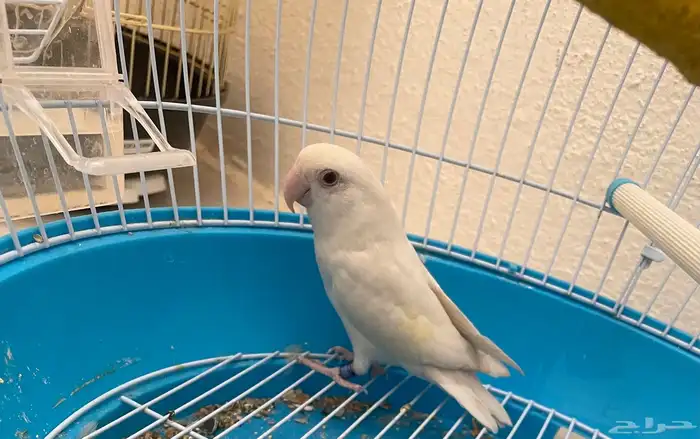 طيور روز للبيع 1