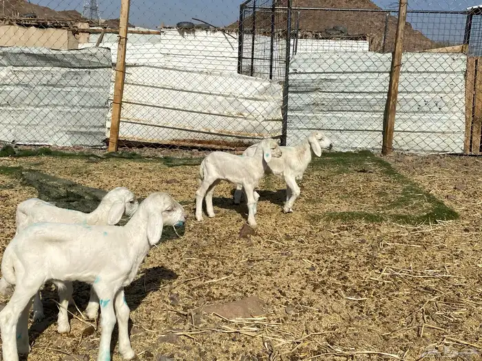 دواغير حريات طليان يرضعن من اي شاه شرط 17