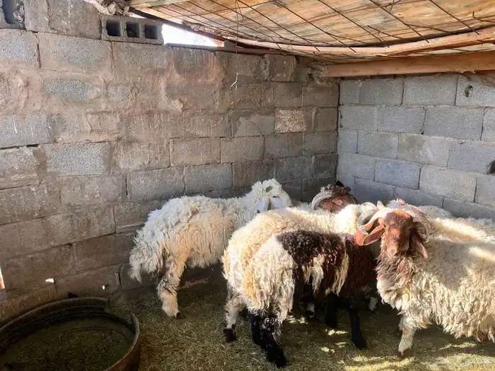 خرفان نعيم للبيع 2