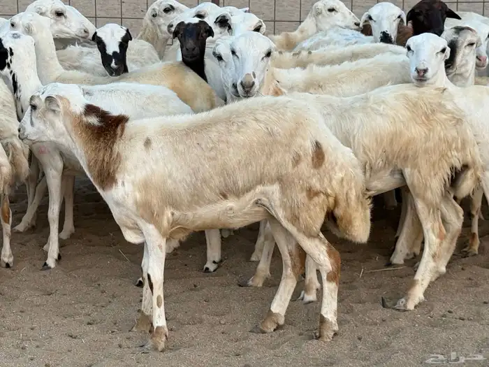 رخال رفيديات دفيع صغار سن منوة ألقاني ماشاءالله 0