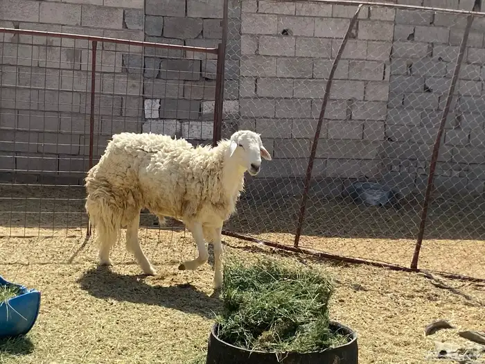طلي فحل فاخر 1