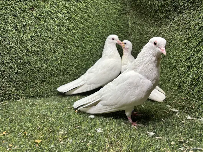 حمام صنعاوي صنعاني 4