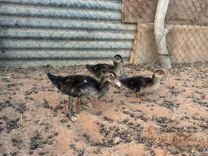 بطب بح فروخ العدد 6 0