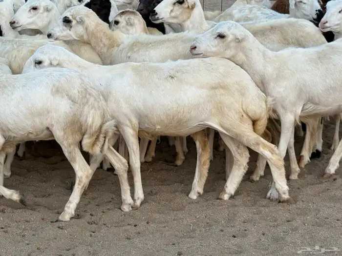 رخال رفيديات دفيع صغار سن منوة ألقاني ماشاءالله 13