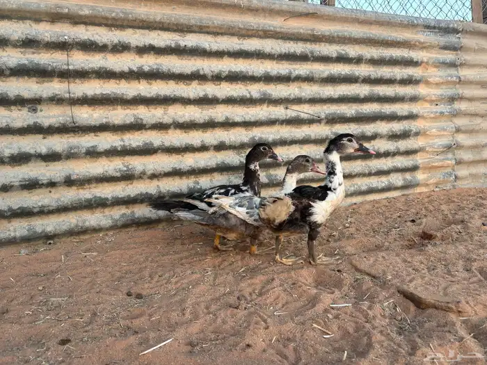 بطب بح فروخ العدد 6 3