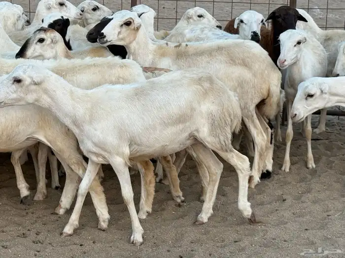 رخال رفيديات دفيع صغار سن منوة ألقاني ماشاءالله 14