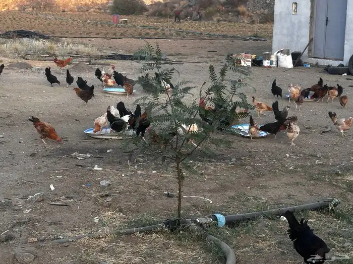 ديك براهما كذلك ديوك بلدي 3