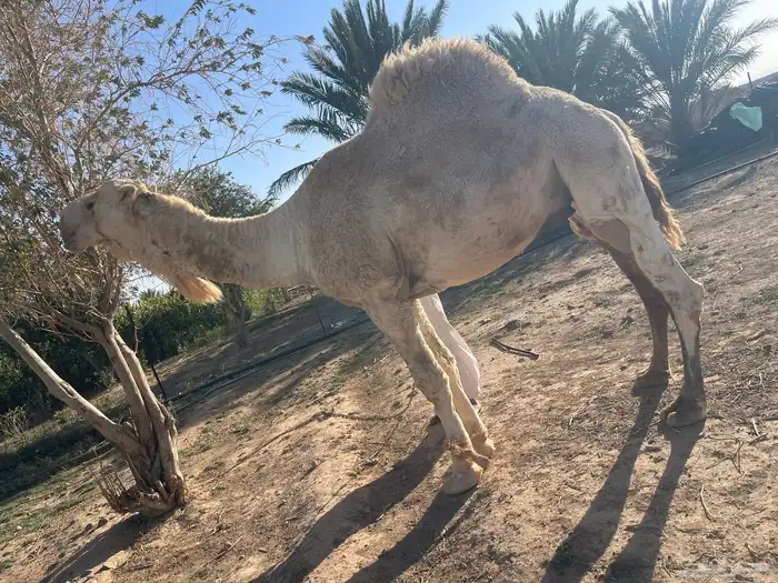 للبيع جمل عفر شاق نابه 9