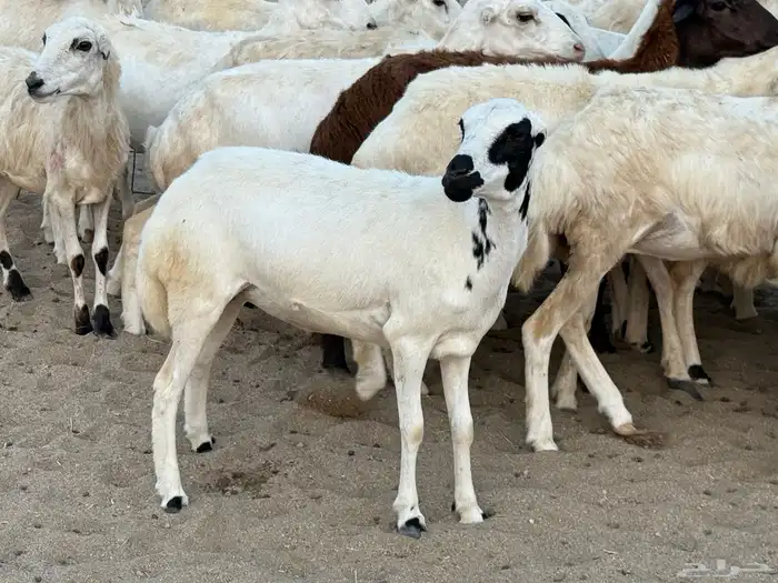 رخال رفيديات دفيع صغار سن منوة ألقاني ماشاءالله 4
