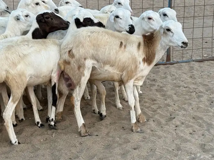 رخال رفيديات دفيع صغار سن منوة ألقاني ماشاءالله 2
