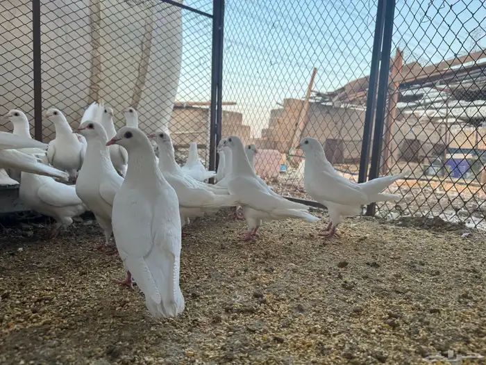 حمام فرنسي 2