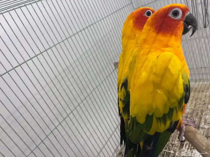 جوز صن كنيور 14