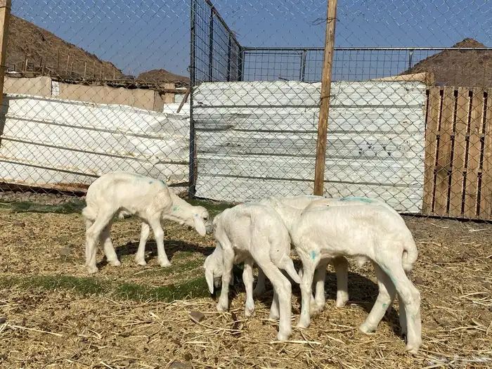 دواغير حريات طليان يرضعن من اي شاه شرط 10