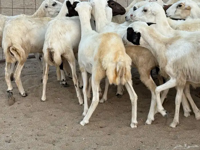 رخال رفيديات دفيع صغار سن منوة ألقاني ماشاءالله 1