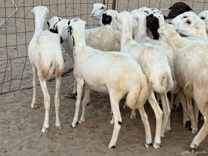 رخال رفيديات دفيع صغار سن منوة ألقاني ماشاءالله 10