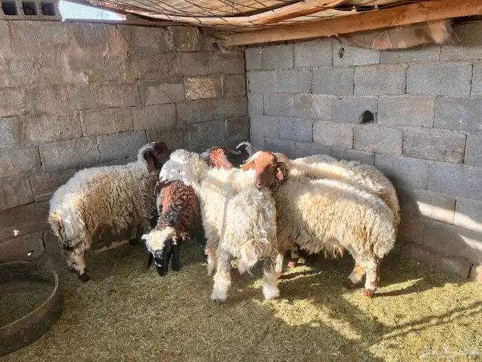 خرفان نعيم للبيع 0