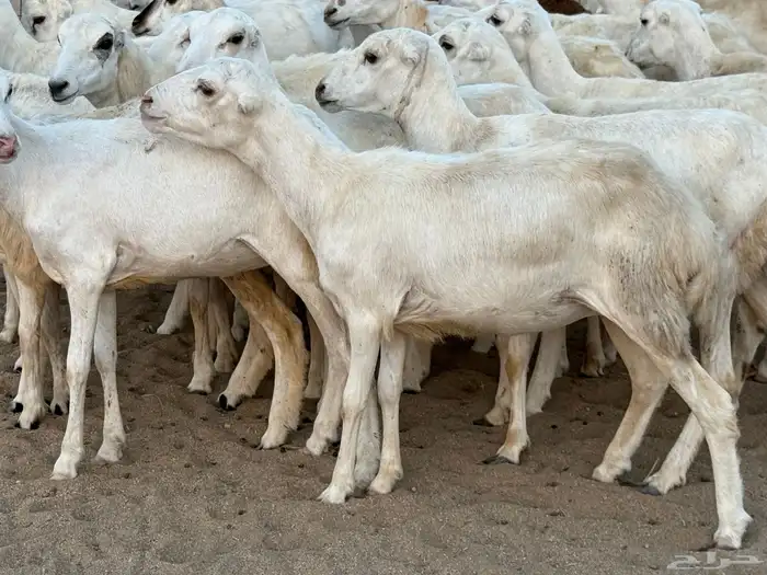 رخال رفيديات دفيع صغار سن منوة ألقاني ماشاءالله 6