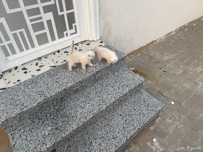 قط سكوتش انثى 1