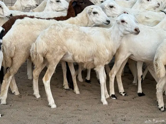رخال رفيديات دفيع صغار سن منوة ألقاني ماشاءالله 11