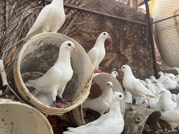 حمام فرنسي 1