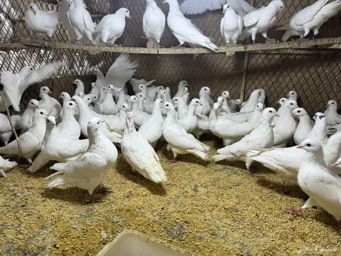 حمام فرنسي 0