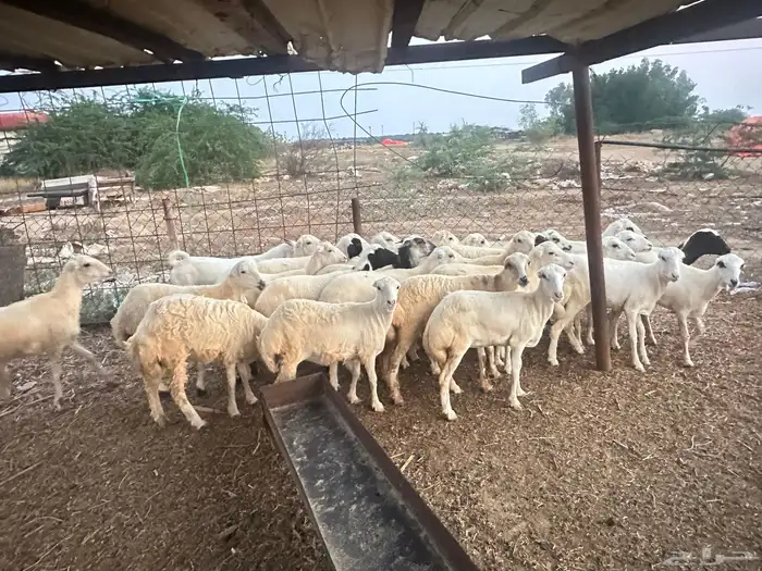 رخيل رفيدية 2