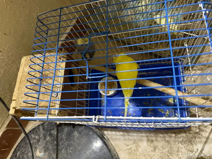 زوج بادجي للبيع ب 50 ريال فقط 11