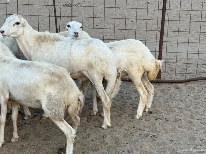 رخال رفيديات دفيع صغار سن منوة ألقاني ماشاءالله 12