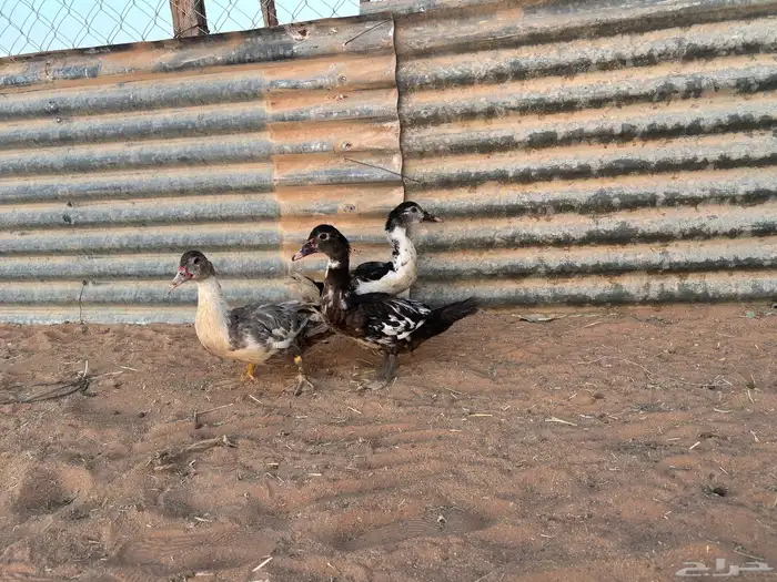 بطب بح فروخ العدد 6 4