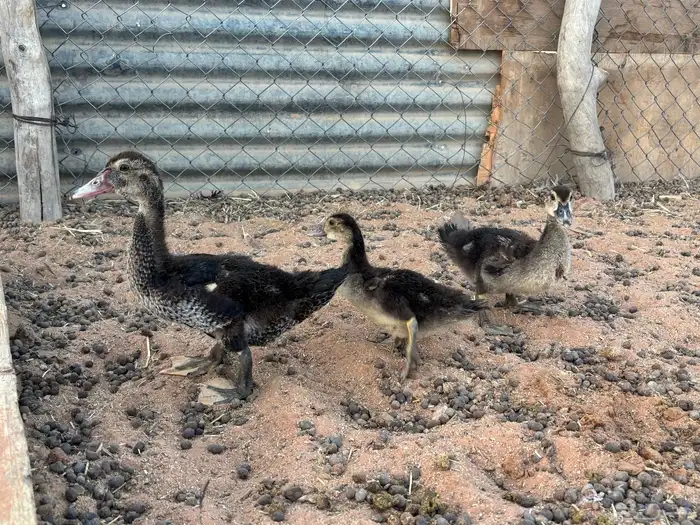 بطب بح فروخ العدد 6 1