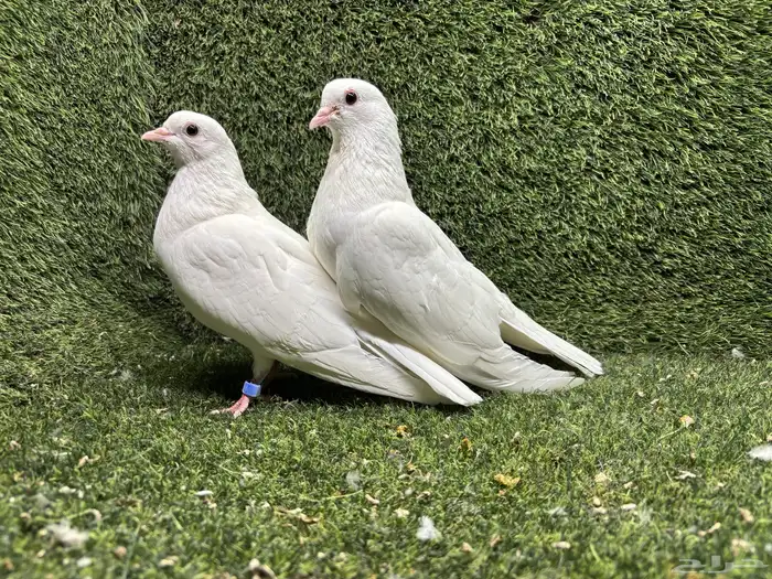 حمام صنعاوي صنعاني 1