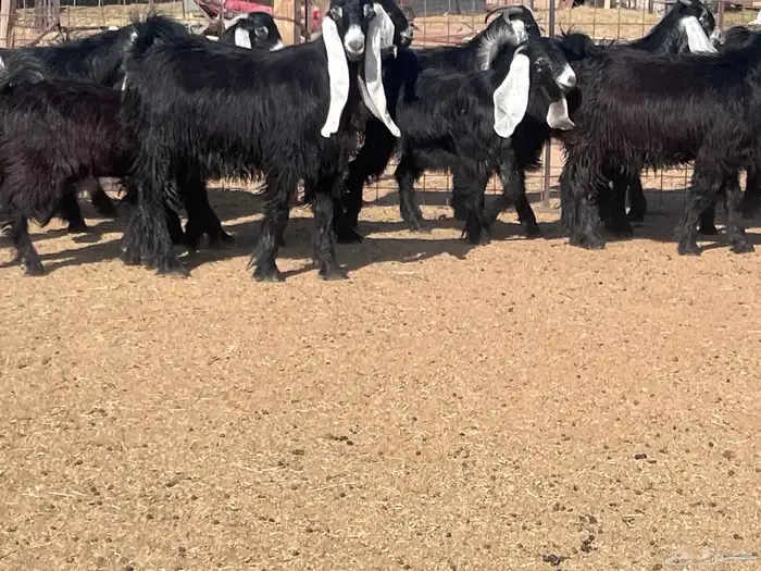 مراح جذعات عوارض تأسيس مراح 2