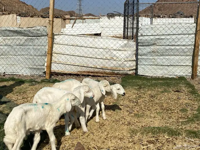 دواغير حريات طليان يرضعن من اي شاه شرط 13
