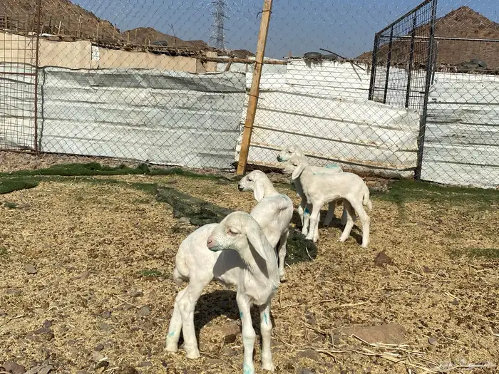 دواغير حريات طليان يرضعن من اي شاه شرط 16