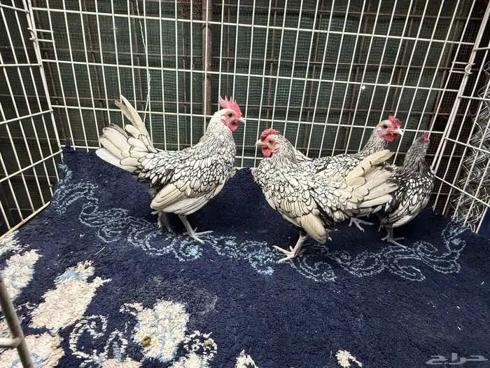 ديوك سبرايت ألوان جميله 2