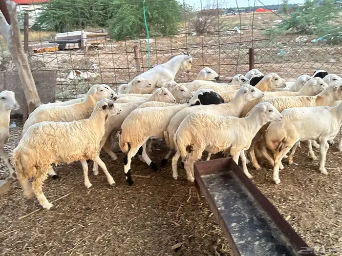 رخيل رفيدية 3