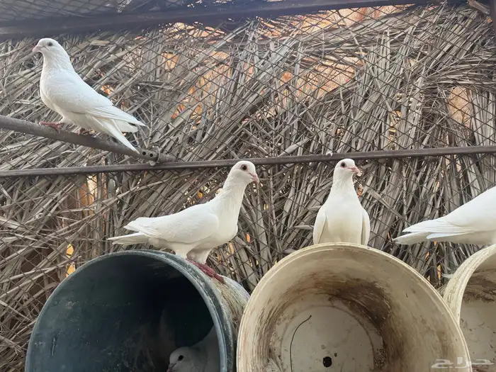 حمام فرنسي 0