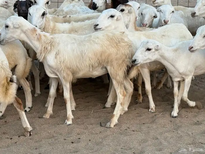 رخال رفيديات دفيع صغار سن منوة ألقاني ماشاءالله 15