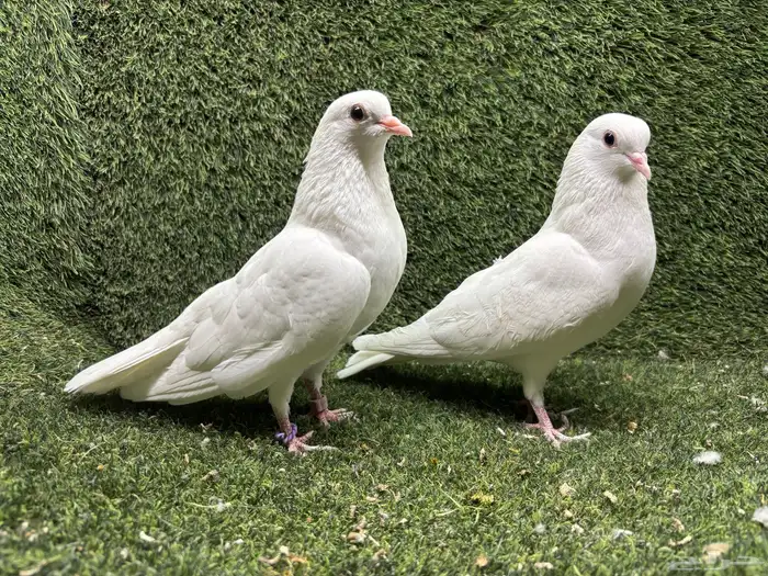 حمام صنعاوي صنعاني 8