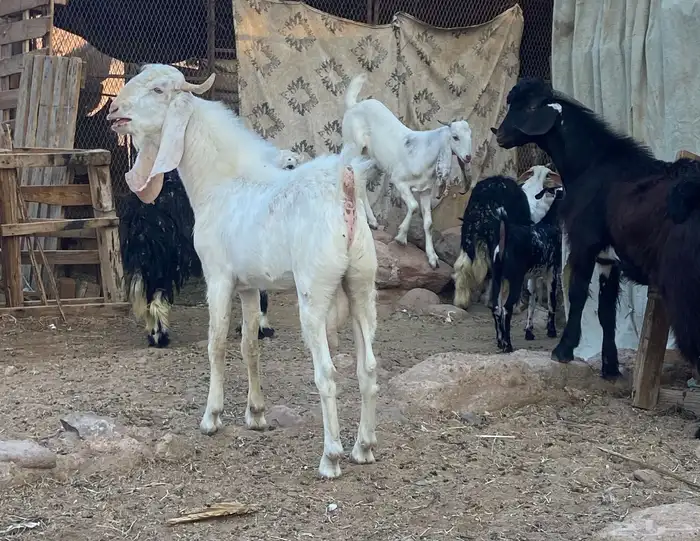 تيوس للبيع 1