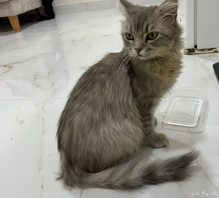 قط للتبني العاجل 2