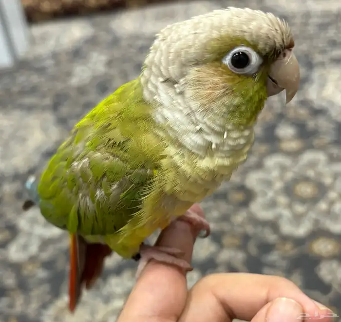 كنيور اليف 0