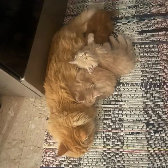 قطط شيرازي للبيع 0