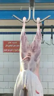 ذبايح مزرعة مرابي عسير للذبايح البلدي 7