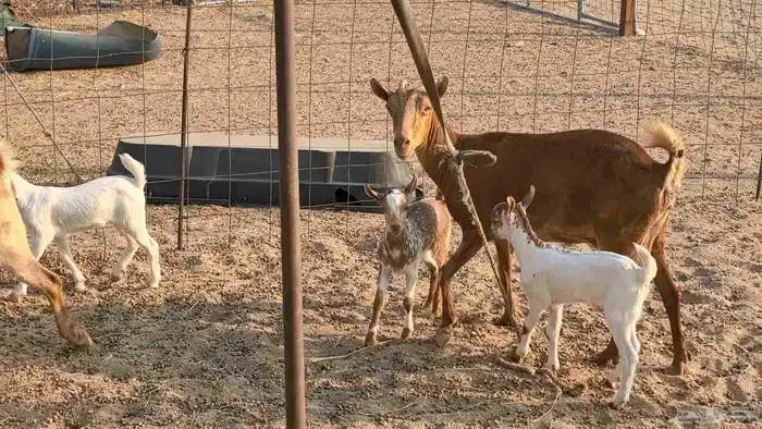 معزا محايليه متاومه 2 معها 4 ماعز مقاني طيبه 14